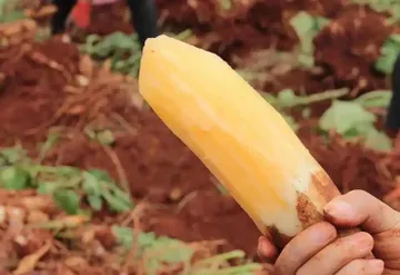 Nông sản xưa được “quý như vàng”, nay rớt giá rẻ như cho, ở Việt Nam cũng có