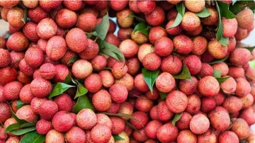 Rộng mở thị trường xuất khẩu vải thiều
