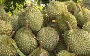 Phó Thủ tướng yêu cầu xử lý thông tin "Sầu riêng vẫn loay hoay giải quyết chất vàng O"