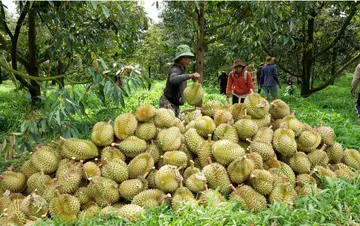 Trung Quốc cập nhật thêm 829 mã vùng trồng, 131 mã đóng gói sầu riêng của Việt Nam