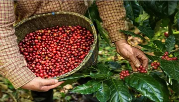 Robusta giảm nhẹ, Arabica hồi phục – giá cà phê trong nước giữ đà ổn định