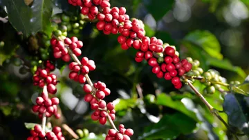 Giá cà phê (17/6): Trong nước giữ đỉnh 112.000 đồng/kg, thế giới tiếp tục giảm