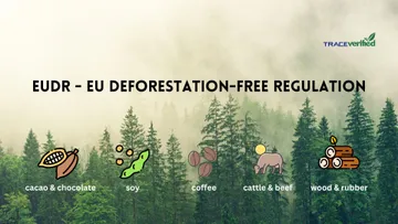 Blockchain và AI: Giải pháp cho doanh nghiệp trước quy định chống phá rừng của EU