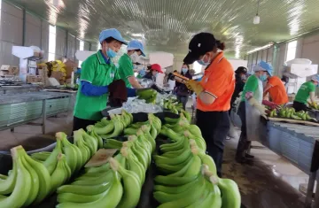 Xuất khẩu chuối với giấc mơ tỉ đô