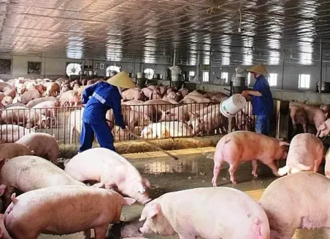 Giá thịt lợn tăng cao sau bão lũ