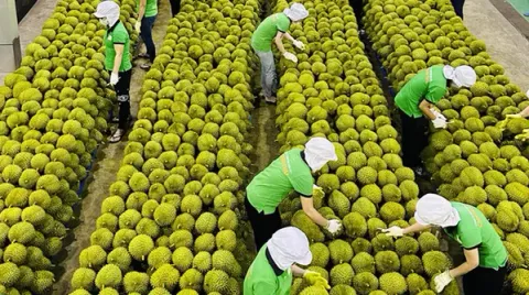 Xuất khẩu nông sản dự báo sớm cán đích 55 tỷ USD