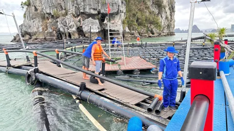 Ngành nông nghiệp nỗ lực phục hồi sau bão