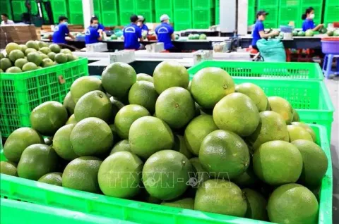 Đưa bưởi Soi Hà xuất khẩu châu Âu