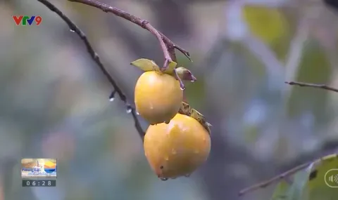 Vườn hồng mùa thu ở Đà Lạt