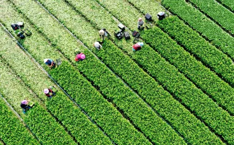 Hỗ trợ tái sản xuất nông nghiệp sau thiên tai