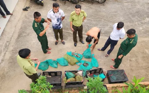 Bà Rịa - Vũng Tàu: Bắt quả tang đối tượng vận chuyển thú rừng trái phép