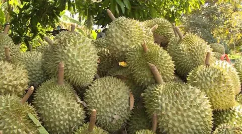 Nông sản Việt Nam xuất khẩu nhiều nhất vào Trung Quốc
