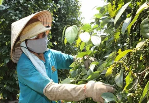 Cảnh báo lừa đảo thương mại đối với xuất khẩu hồ tiêu
