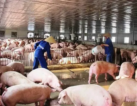 Đảm bảo nguồn cung thịt lợn cuối năm