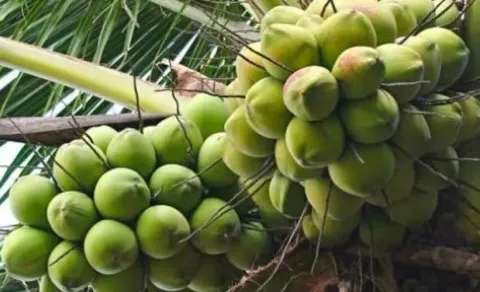 Thu về hàng trăm triệu USD từ dừa