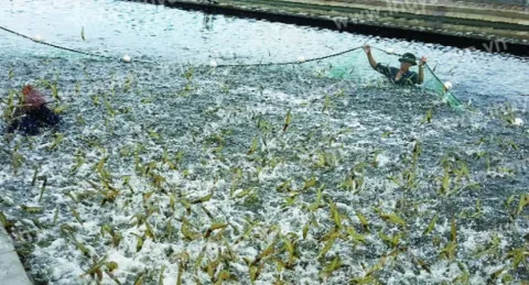 Làm gì để con tôm Việt Nam thêm sức cạnh tranh?