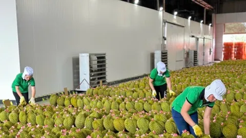 Gỡ nút thắt kiểm nghiệm, thúc đẩy xuất khẩu sầu riêng