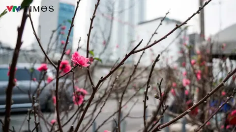 Mùa Xuân trên làng đào Nhật Tân: Sắc thắm vượt qua bão giông