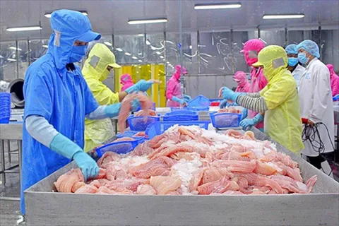 Cá tra Việt Nam 2025: Tăng tốc xuất khẩu trong vùng xoáy cạnh tranh mới