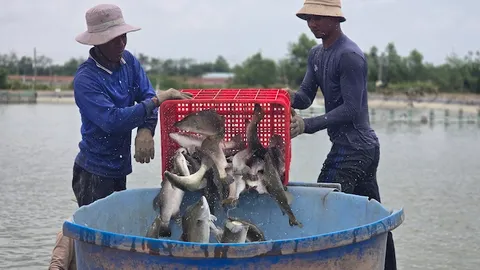 Bỏ tôm nuôi cá: Lợi nhuận khá hơn nhưng đầu ra chưa rõ