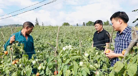Nền nông nghiệp hàng hóa ở cửa ngõ Cao nguyên đá Hà Giang