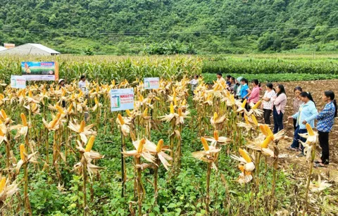 Đẩy mạnh ứng dụng khoa học, công nghệ vào sản xuất và đời sống ở Cao Bằng