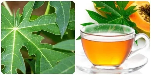 Loại lá dân dã giúp cải thiện chức năng gan vô cùng hiệu quả
