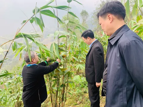 Nỗ lực phủ xanh vùng đất khô cằn nơi biên thùy