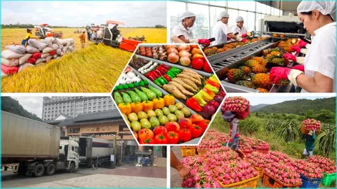 Xuất khẩu nông sản tìm giải pháp trước áp lực thuế đối ứng