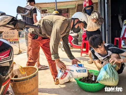 Thương lái thu mua xác ve sầu giá hơn 2 triệu đồng/kg, người dân đổ xô đi nhặt