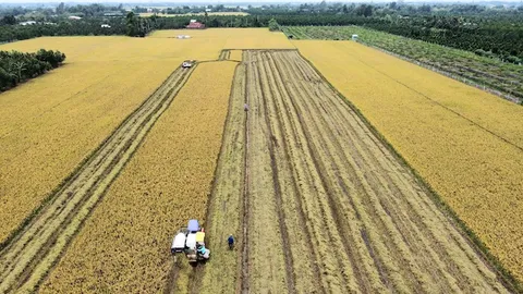 Đồng Tháp đặt mục tiêu đạt 50.000 hecta lúa chất lượng cao trong năm 2025