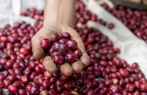 Giá cà phê ngày 14/4: Giá cà phê trong nước neo ở mức cao