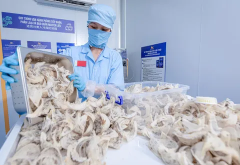 Quy định xuất khẩu tổ yến thô và tổ yến sạch sang Trung Quốc