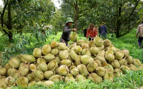 Đắk Lắk: Nguy cơ sản lượng sầu riêng sụt giảm