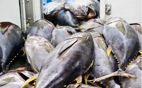 Cá ngừ Việt "tăng tốc" vào Nga, xuất khẩu đầu năm vượt mốc 10 triệu USD