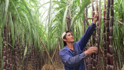 Doanh nghiệp mía đường điêu đứng vì đường lậu