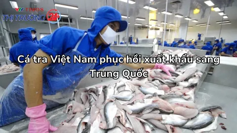 Cá tra Việt Nam phục hồi xuất khẩu sang Trung Quốc