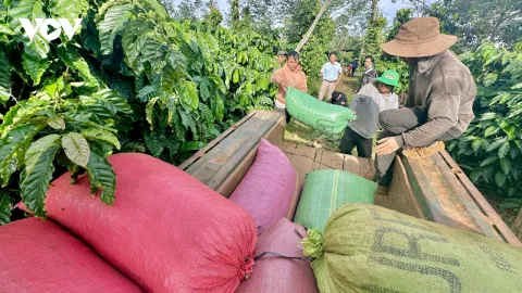 Đắk Lắk nắm bắt cơ hội phục hồi và phát triển ca cao