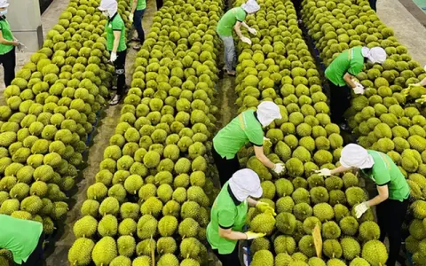 Gỡ điểm nghẽn, tìm hướng đi mới cho xuất khẩu rau quả
