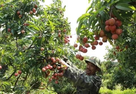 Ưu tiên thông quan nhanh vải tươi tại cửa khẩu
