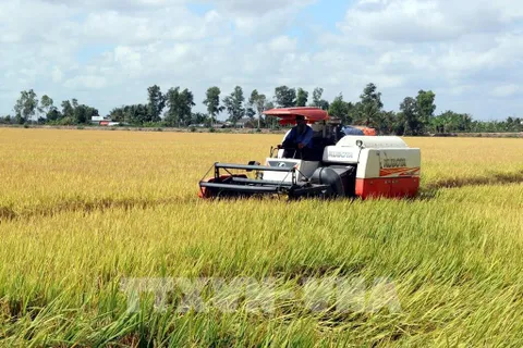 Chủ động kịch các kịch bản tiêu thụ nông sản