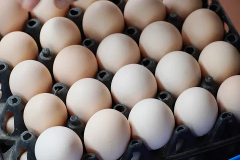 Người chăn nuôi lỗ nặng vì "tin đồn" trứng giả
