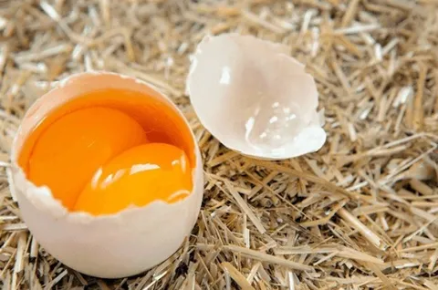 Chủ tịch Hội Chăn nuôi Việt Nam: Làm giả trứng gà giống trứng thật là điều không thể