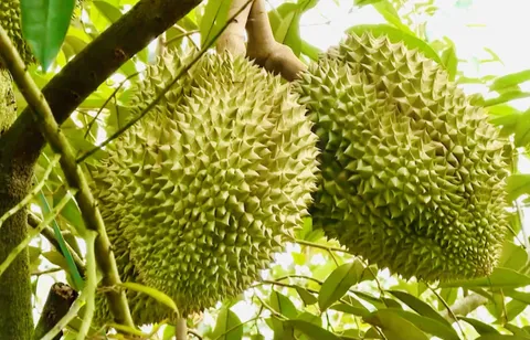 Thêm cơ hội cho sầu riêng Việt tại Trung Quốc