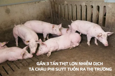 Thu giữ gần 3 tấn thịt lợn nhiễm dịch tả châu Phi suýt tuồn ra thị trường tại Hà Nam
