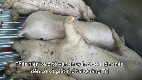 Phát hiện xe ô tô vận chuyển 9 con lợn chết đến cơ sở giết mổ tại Quảng Trị
