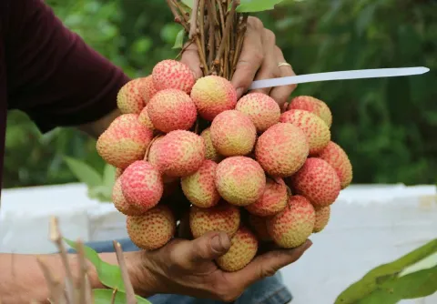 Vải Thiều Tân Yên Chinh Phục Thị Trường Khó Tính Nhờ Chiến Lược Chuẩn Hóa Và Truy Xuất Nguồn Gốc