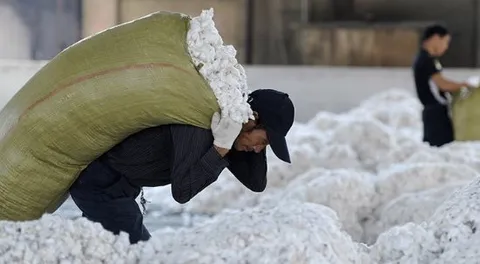 Hàng Trăm Nghìn Tấn Bông Từ Mỹ "Tràn" Về Việt Nam Với Giá Cạnh Tranh: Vị Thế Nhập Khẩu Bông Hàng Đầu Thế Giới
