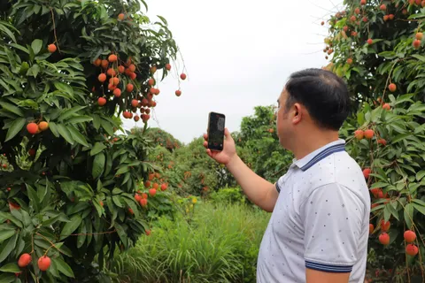 Xúc tiến thị trường, tìm đầu ra với giá tốt cho vải Thanh Hà