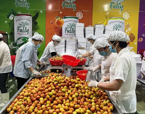 Vải thiều được mùa, nâng tầm xuất khẩu
